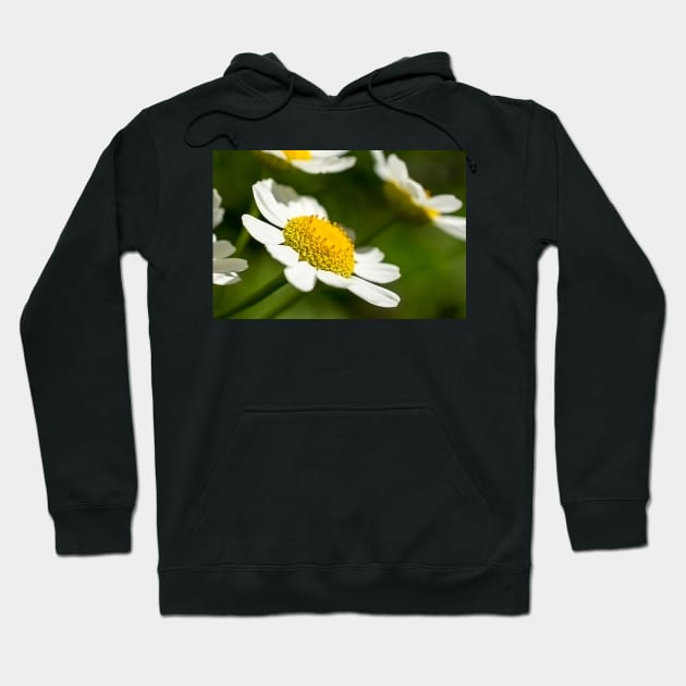 Daisy Greeting Card Hoodie by mariola5